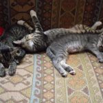 Photo of Three Sleeping Kittens