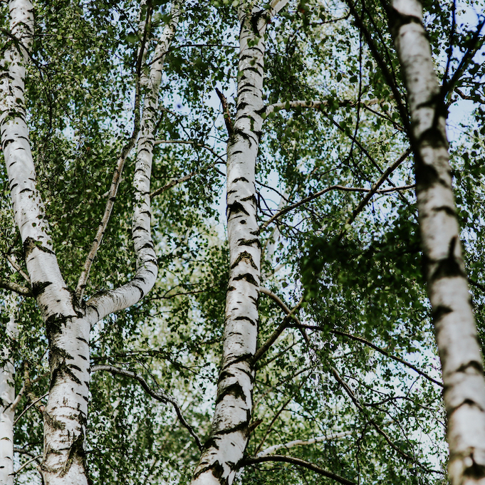 Stand of birch trees in the forest
