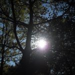 Image of a sun in a tree, photography by R. Isip