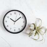 Wall clock and plant on a table