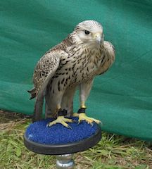 Image of a hawk perched on a blue stool, photography by R. Isip 
