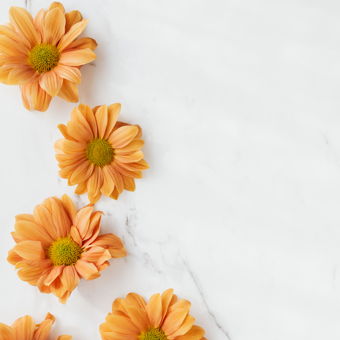 Chrysanthemum heads on a counter